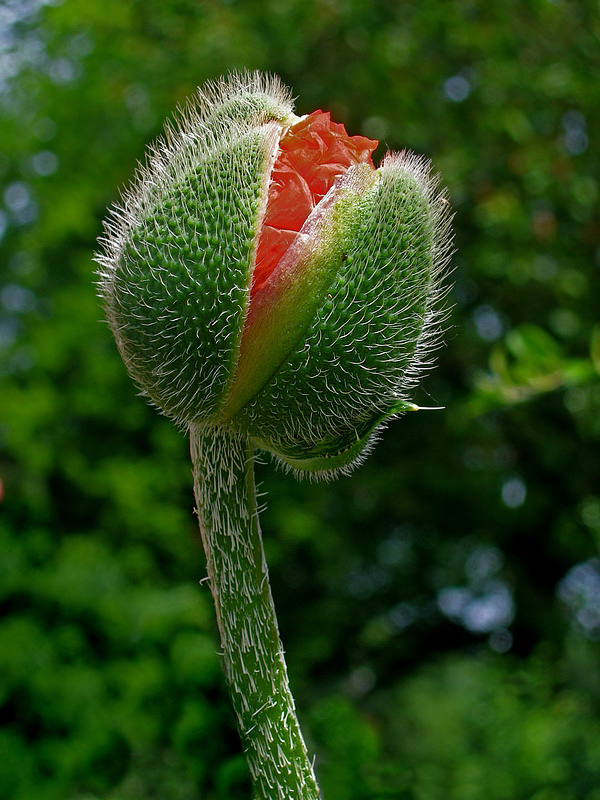 Blume  PICT 1771_Bildgröße ändern.jpg - Banggggggggg..................